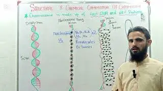 chromosomes with all aspects 
