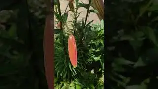 Beautiful Tiger Lily 💚🌺🏵️ #garden #flowers #love #shorts