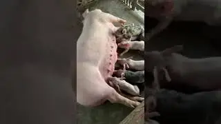 Cute mini piglets, Mini piglets feeding the hungry #short #pig #videoshort #animals
