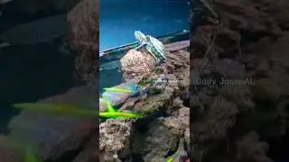 RAJA KOLAM! #turtle #turtlepet #turtles #kurakura #kurakurabrazil #aquarium #aquascape #fishtank