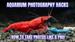 Take Aquarium Photos Like a Pro! Shrimp & Fish Photography Tutorial