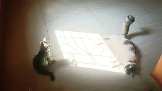 Cat fight 💪😎) viral video prishi and Lucy 