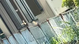 2025年7月25日 sparrow flying