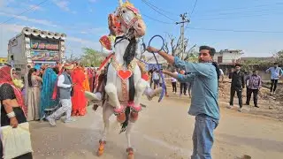 स्पेशल घोड़ी स्पेशल डिजे 2025 !! Perfume Lgave Chunni Main !! परफ्यूम लगावे चुन्नी में !! Viral Song