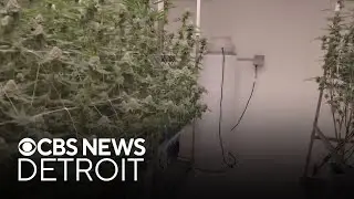 Marijuana industry lawsuit against new Michigan tax can move forward, court says