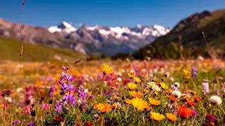 Summer Meadow Sounds | Gentle Breeze & Birdsong for Focus & Study [3 Hours]