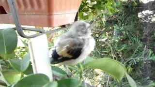 Uccellino piccolissimo che cinguetta sul balcone