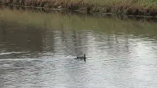 Canard chipeau m&acirc;le Grand Canal 20 janvier