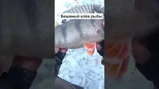 #рыбалка #отдых #карп #карпфишинг #снасти #семья #рекомендации
