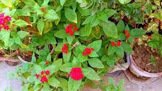 🌼 November Garden Tour | Full Flowering Update | Seasonal & permanent Blooms//DIY & Plant Care Tips