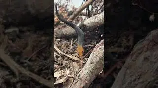 Yellow head gecko keeping a close eye while cleaning the other!
