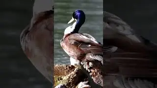 Instant Peace Of Mind Tibetan Healing Flute Water & Bird Sounds #stressrelief #relaxingmusic #nature