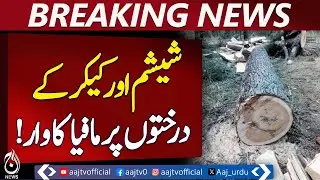 Valuable Trees Stolen Along Hasilpur Canal as Timber Mafia Expands - Pakistan News