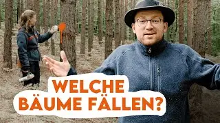 So gestalten wir Wald: Grundprinzip der Forstwirtschaft - Forst erklärt