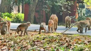 Mahanokor & Sovana Group Of Monkey #rtmonkey #nature #shorts