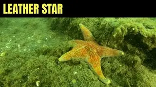 Кожаная Звезда | Морская Дикая Природа Моря Салиш