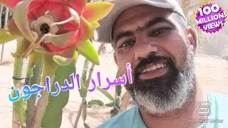 تربيه . دراجون فروت. Dragon fruit. البتايا. تشخيص. الوقايهDragon Fruit Breeding