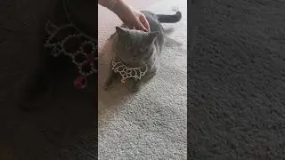 Корона Российской империи 👑💍Кошка - Царица 💎😻