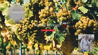 Tesoro Oculto - Semill&oacute;n