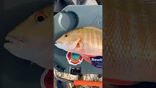Mutton Snapper in BEAUTIFUL Islamorada FL Keys 🎣 #muttonsnapper #fishing #floridakeys #islamorada