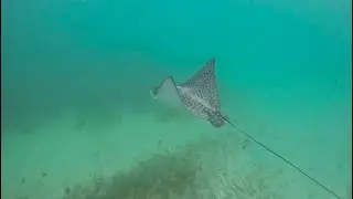 Турне с подводным плаванием Champion Snorkel Tour 15.01.2026, 12:00