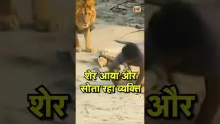 Gujarat Lion Video:  शेर आया और सोता रहा व्यक्ति | Viral Video | Hindi News