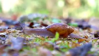 Free Snail Stock Video Footage   Vidsplay com