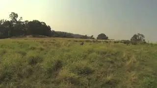 Higgins Gundogs, Steady to Flush