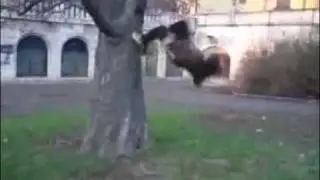 ME DOING A WALLFLIP (TREEFLIP)