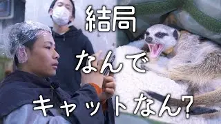 ミーアキャットの名前の由来は！？