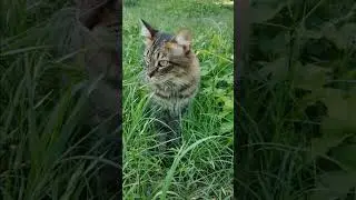 Star enjoying her outside time ❤️❤️❤️ #cats #exploring #nature #furbaby
