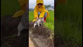 Canal Edge Rescue &mdash; Mama Cat Saves Her Kittens  Raw Handheld Moment