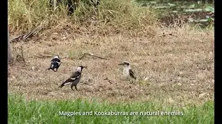 Australian Magpies Attack Laughing Kookaburra | Incredible Birds Fighting Video on YouTube