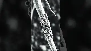 Rhizobium is Gram-negative Soil bacteria that Fix Nitrogen