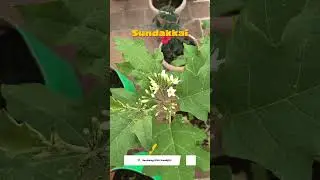 🌿 Sundakkai Valarpu in Tamil | Grow Turkey Berry from cuttings at Home | Tamil Gardening #shorts