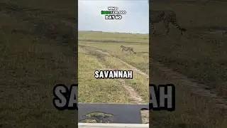 S2-60🎒Booking A 5-Star⭐️ SAFARI Camp🐘#otmc