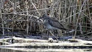 Gli uccelli del bosco: I LIMICOLI. Video: Nikon Coolpix P1000.