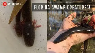 Looking for Alien-like Salamanders in the Florida Swamps!