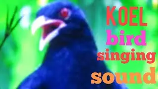 KOEL bird singing sound.