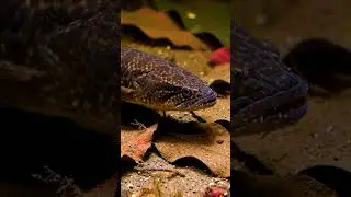 🤯 Bream Can't Resist THIS! 🎣 Foolproof Rig REVEALED! 🏆 (Fist Bite Baitt Secret)