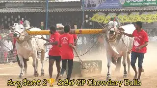 Rentachintala New category 2🏆 విజేత. GP Chowdary Bulls గూడవల్లి లక్ష్మీ దీక్షిత చౌదరి గారు 