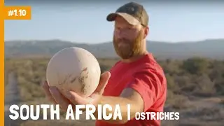 South Africa | Ostrich capital of the world | Charlie's Travels