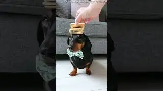 Dachshund Balances Stack of Crackers || ViralHog