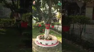 Ghos-e-Azam Green Belt | Green Lahore Project by PHA Lahore