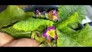 primerose primula ke seeds beej kaise  collect kare