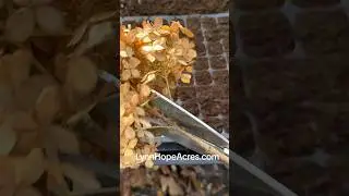 Hydrangeas Hardwood Winter Cuttings | how to | Plants to Cash #hydrangeas #gardening #plantcuttings