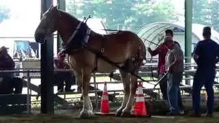 Fair Horse Twitching Video (Part-4)