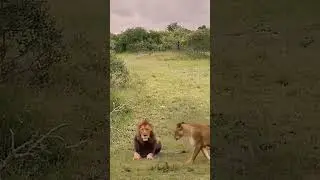 Mother Lion Presents a Rare Chance: Amazing Animal Behavior on TikTok!...