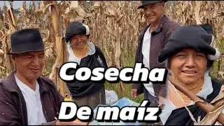 Cosechando maíz con mi esposo Taita Manuel - MAMÁ JOSEFA