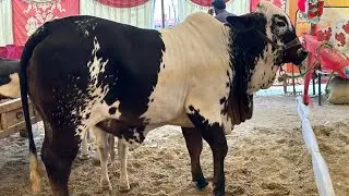 PALBA CATTLE SHOW KI IS BACHRI NAY DIL JEET LIYA KAMAL KA HUSAN